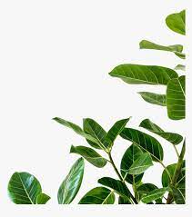 Check spelling or type a new query. Plant Png Minimalist White Background Iphone Transparent Png Transparent Png Image Pngitem