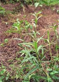 Image result for Persicaria barbata