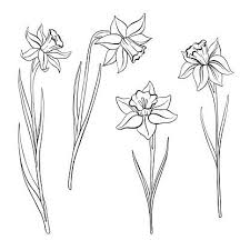 Vector Drawing Flowers Of Narcissus Daffodils Isolated Floral In 2020 Wildflower Drawing Flower Drawing Narcissus Flower Tattoos