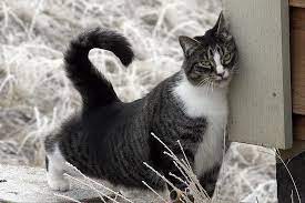 Maybe you would like to learn more about one of these? Hd Wallpaper American Shorthair Cat Domestic Cat Short Hair Black White Wallpaper Flare