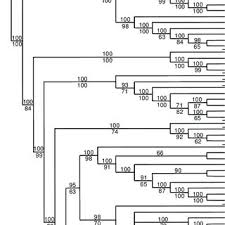 Image result for Disa ochrostachya