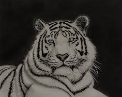 Find the desired and make your own gallery using pin. White Tiger Pencil Drawing By Alpoarts On Deviantart