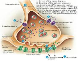 Pin On H I S T O L O G Y