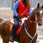 Profile Picture of The American Saddlebred, Studies Show and Weird News for Mar 15 ... (@horsesinthemorning.com) on Google