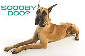 We did not find results for: What Kind Of Dog Is Scooby Doo Why Is Great Dane And Facts Family Life Share