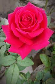 Pin By Fatartz On 111 Roses In 2020 Beautiful Roses Orchid Flower Beautiful Flowers