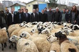 Diyarbakir Da Damizlik Koc Dagitimi Yapildi Haberler Tarim Com Tr