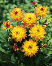 Buy Melody Dora Bulbs Online - Melody Dora Dahlias, Dwarf Gallery, Spring -  Bloms Bulbs UK
