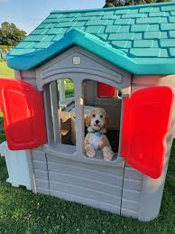 Dogs are socialized to play and do well with other dogs! Holidogs Hounds Dog Playgroups Dog Friendly Day Care Sitter
