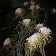 E 12 12/16/1969 (us) comedy, romance 1h 43m. We Saw The Elusive Night Blooming Cereus Last Weekend Sarasota Magazine