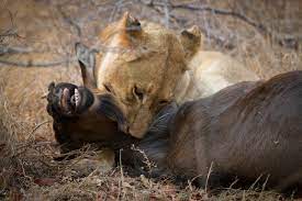 Why Don T Predators Often Eat Other Predators Londolozi Blog