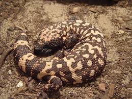 Gila monster coloring page from gila monster category. Gila Monster Wikipedia