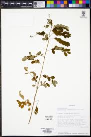 Image result for Phyllanthus pseudoniruri