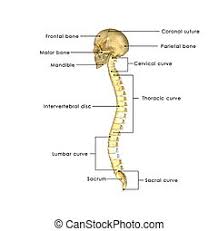 Search for backbone in these categories. Back Bone Close Up Blue The Human Vertebral Column Is The Backbone Or Spine Consisting Of Twenty Four Articulating Canstock
