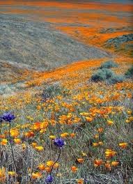Meadows And Rolling Hills Soft Emotions Carpeted By Memories A Place To Rest To Continue On Later To Simply Rest On A Menta Beautiful Nature Nature Poppies