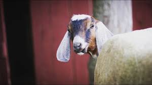 Pet service in pilesgrove township, new jersey. Buying A Milking Goat How To Find Quality Goats Youtube