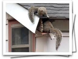500 x 500 jpeg 23 кб. The Guardian 1 Squirrel Repeller Squirrel Repellent Squirrel Control Pest Control Rodent Removal Squirrel Repellant