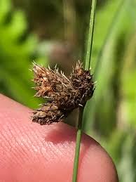 Image result for Fuirena pachyrrhiza