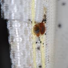 Arizona pest control offers a wide variety of pest control programs to the residents of tucson, green valley, and surrounding areas with guaranteed results. Bed Bugs Tucson Bed Bug Exterminator Tucson Bed Bugs Bed Bugs Treatment Bed Bug Bites