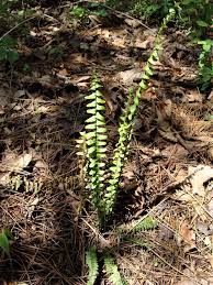 Image result for Asplenium africanum