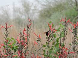 Males (and occasionally females) often have a colorful gorget—small, stiff, highly. Plant Of The Month Chuparosa Plants For Birds Part 2 Water Use It Wisely