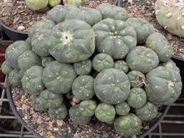 Mescaline cacti play a very important role in latin american shamanic culture. Buy Peyote Online Peyote For Sale Buy Peyote Peyote Cactus For Sale