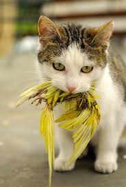 A question that cat owners often ask is 'why does my cat still hunt. Why Does My Cat Bring Me Dead Animals Petfirst
