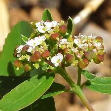 Image result for Euphorbia hypericifolia