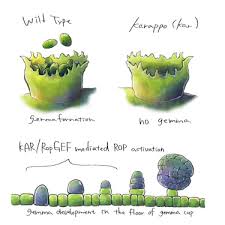Marchantia polymorpha is a thallose liverwort which forms a rosette of flattened thalli with forked. The Ropgef Karappo Is Essential For The Initiation Of Vegetative Reproduction In Marchantia Polymorpha Sciencedirect