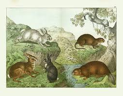 Schubert Animal Realm Antique Prints 1889 Natural History Animals Painting Illustration