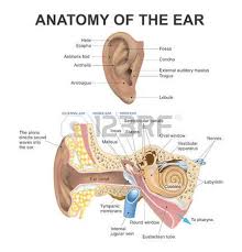 The Human Ear Consists Of Three Parts The Outer Ear Middle Ear Human Ear Middle Ear Ear Diagram