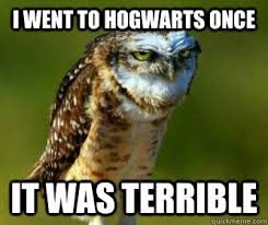 Ornery Owl memes  quickmeme
