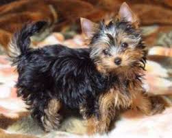 New york and vermont have considered legislation to ban them, but neither state has so far. Yorkie Tails Docking Guidelines Methods Pros And Cons
