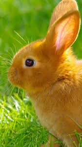 We are a small team of 5 people, comprising of an artist, a game tester, an organizer , a programmer and one story writer. Animal Rabbit Mobile Abyss