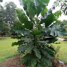 Image result for Anthocleista