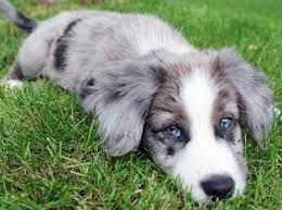 Border Collie Puppies Blue Merle For Sale Zoe Fans Blog Collie Puppies Blue Merle Border Collie Border Collie Puppies