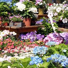 The company claims that 'every one of its nutritional supplements is the best for your diet and immune system.' Gardenlife Eine Der Schonsten Gartenmessen Suddeutschlands