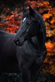 pin by maryam mohammed on horse s black horses horse photography pretty horses