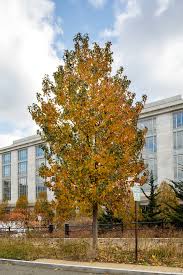 Image result for Liquidambar