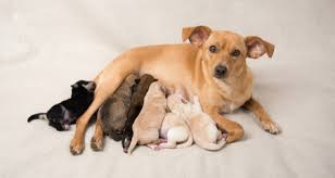 Infant crying is the crying of infants as a response to an internal or external stimulus. How To Care For A Newborn Litter Of Puppies Petcoach