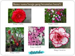 We did not find results for: Sebutkan Nama Nama Bunga Yang Berawalan Huruf C Brainly Co Id