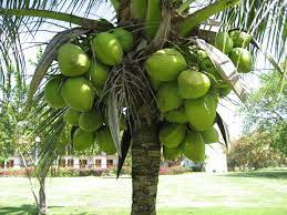 coconut tree on the villa property dominican republic coconut tree trees to plant plants