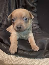 Search for dogs closest to your area by changing the search location. Chihuahua Puppies For Sale Volusia County Fl 345317