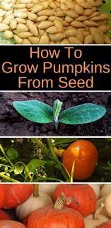 Planting Pumpkin Seeds For A Bountiful Harvest Growing Pumpkins Planting Pumpkin Seeds Planting Pumpkins