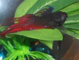 Betta On A Leaf Betta Betta Fish Fish Pet
