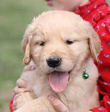 Reserve Your Golden Retriever Puppy From Windy Knoll Golden Retriever Puppies