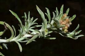 Image result for Gnaphalium unionis