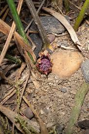 Image result for Kořenokvětka Aspidistra