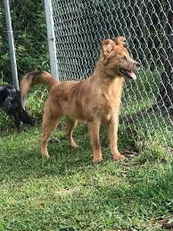Don't miss what's happening in your neighborhood. Adopt Dolly On Petfinder Australian Shepherd Australian Shepherd Puppies Dog Adoption
