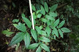 Image result for Brucea